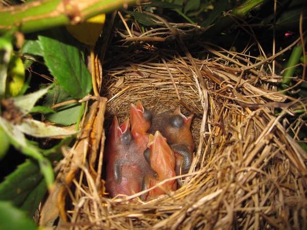 File:Newly hatched Song Sparrows.jpg by Tony Alter from Newport News, USA is licensed under CC BY 2.0.